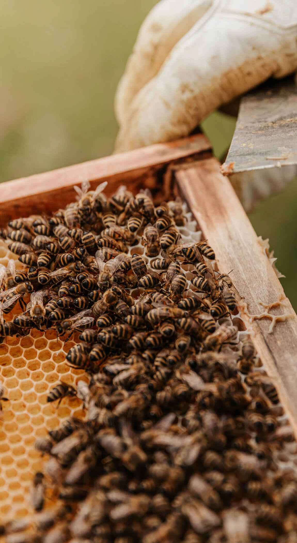 farm-bees