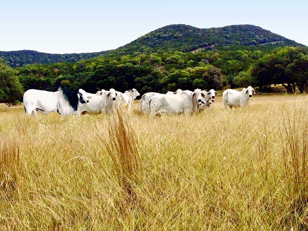 Brahman beef Ranch